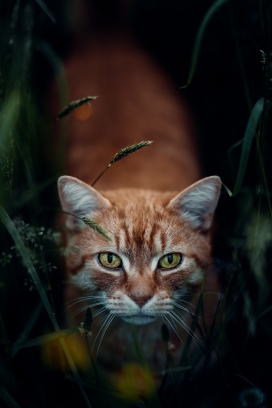 发现猎物的黄颜色家猫