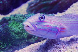 紫色的海底虾虎鱼