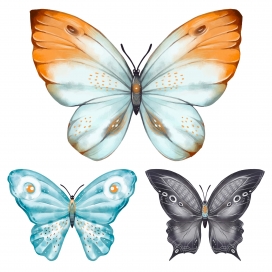 手绘逼真的彩色蝴蝶素材