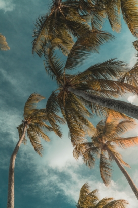 蓝天下的椰树棕榈树图