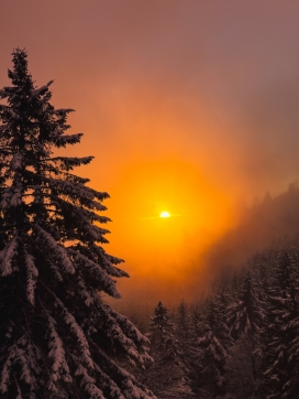 冬季森林的早晨风景图