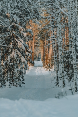 冬季针叶林雪路风景