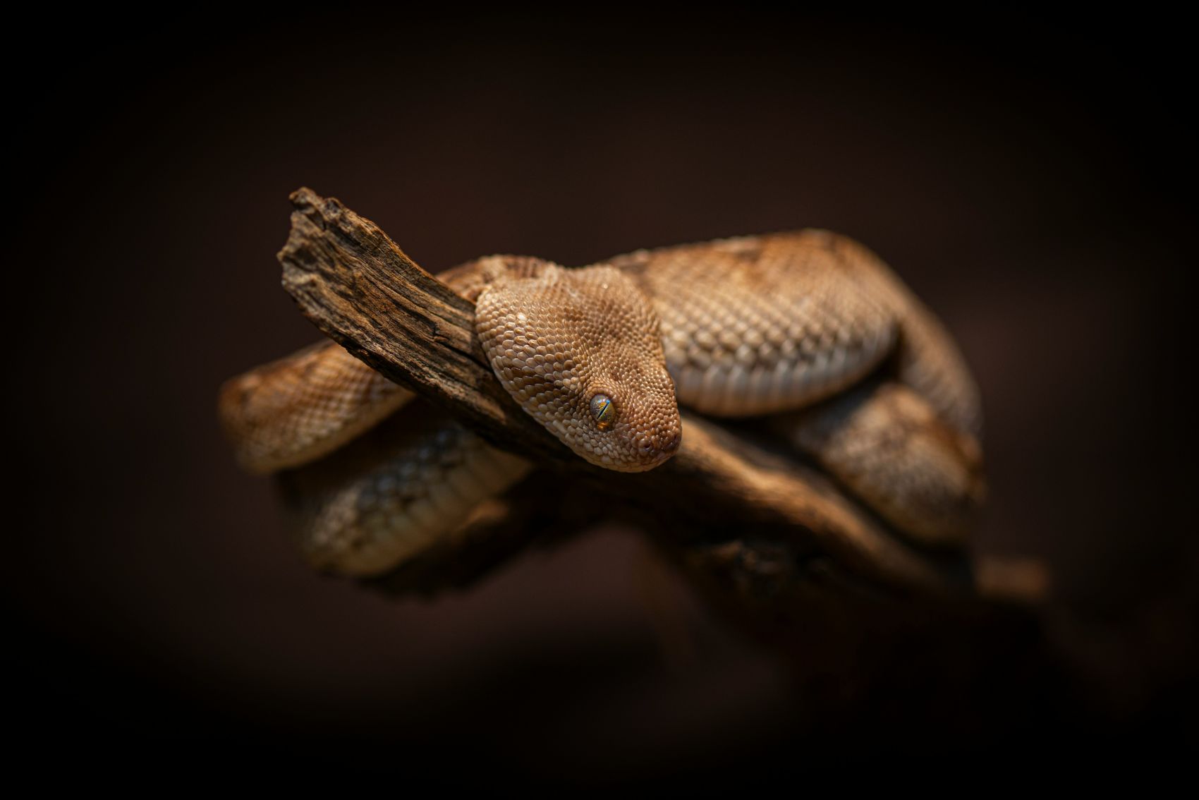 缠在树干上休息的蝰蛇图片