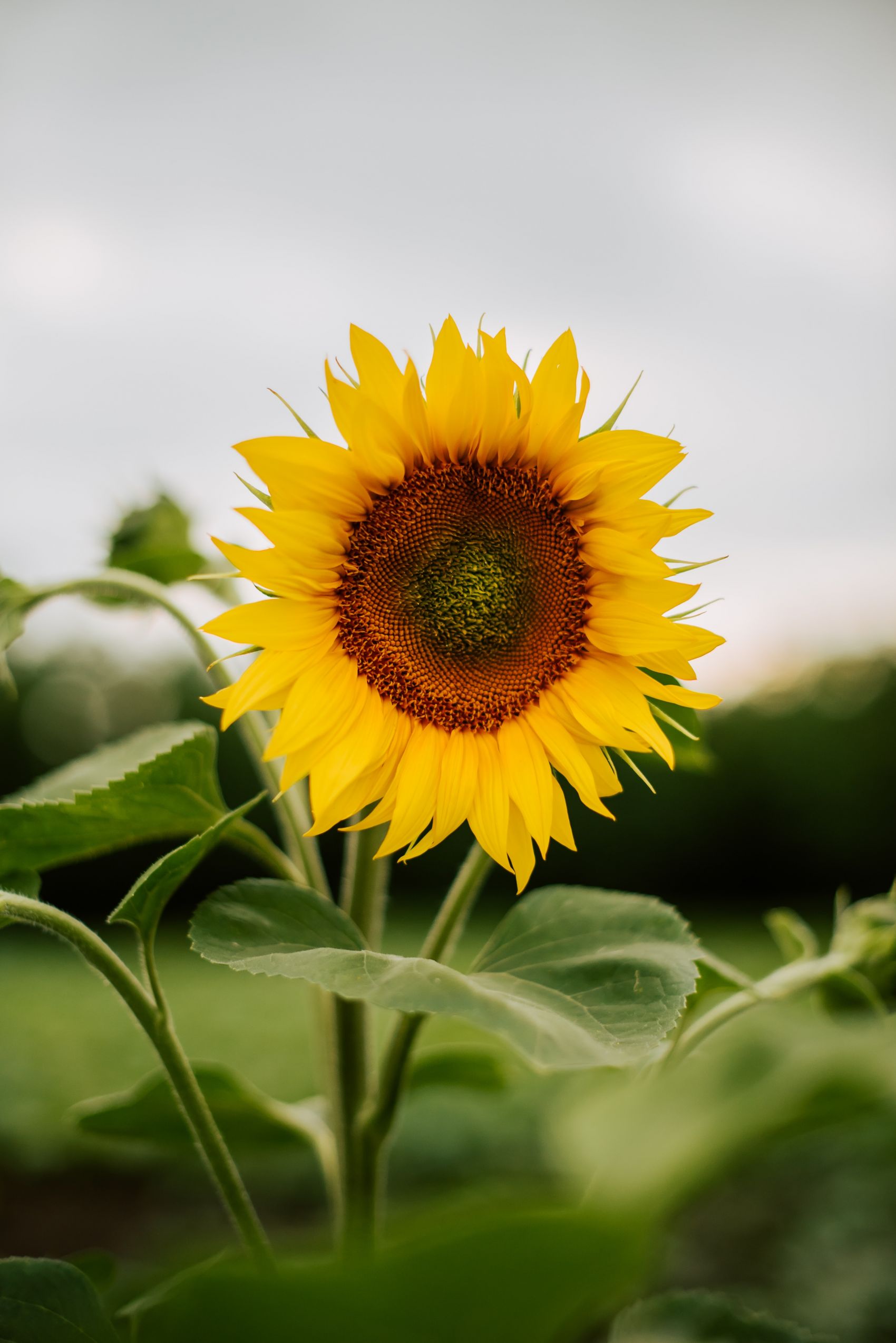 夏季向日葵太阳花植物图片