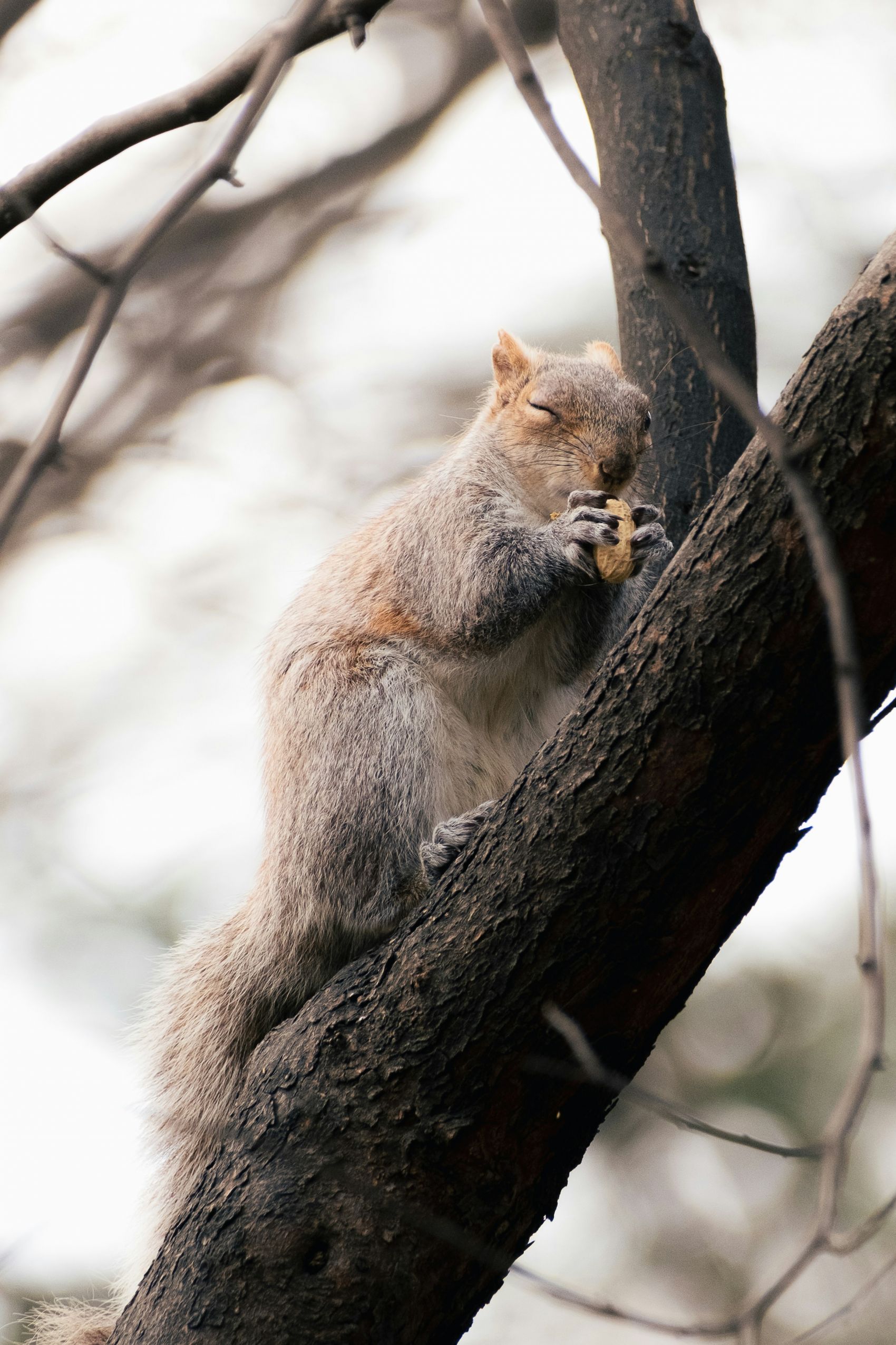 树干上吃松子的小松鼠图片