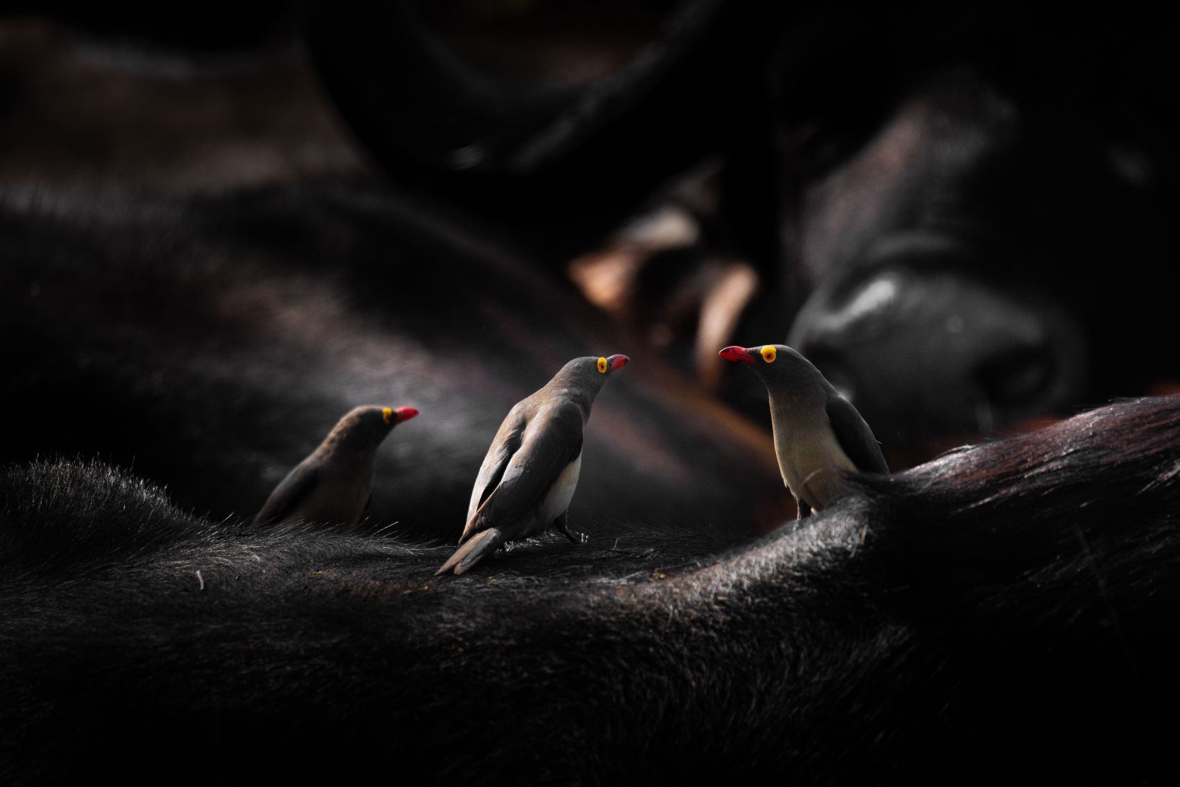 三只再聊天交流的丝光椋鸟图片