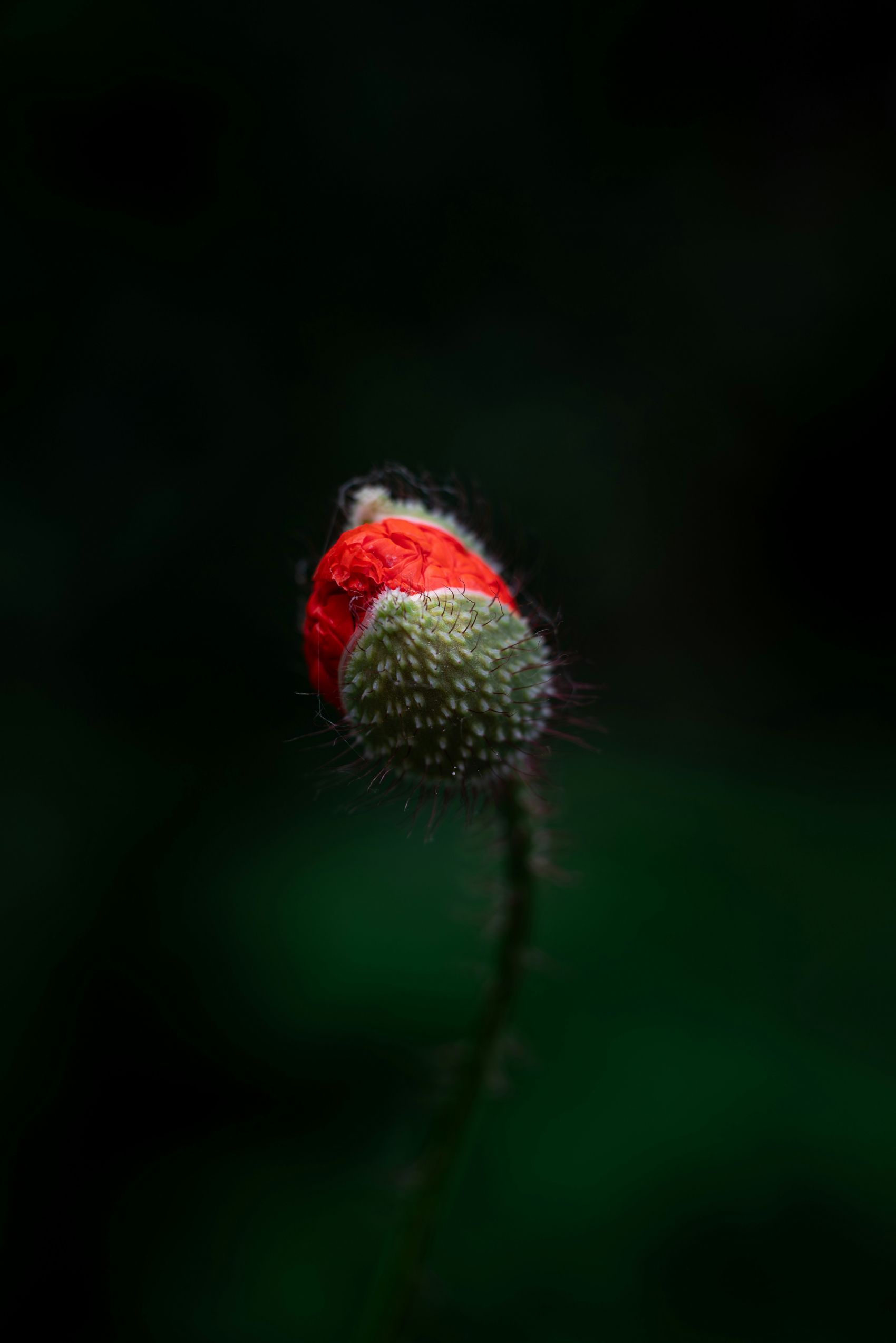 美人蕉植物花瓣图片
