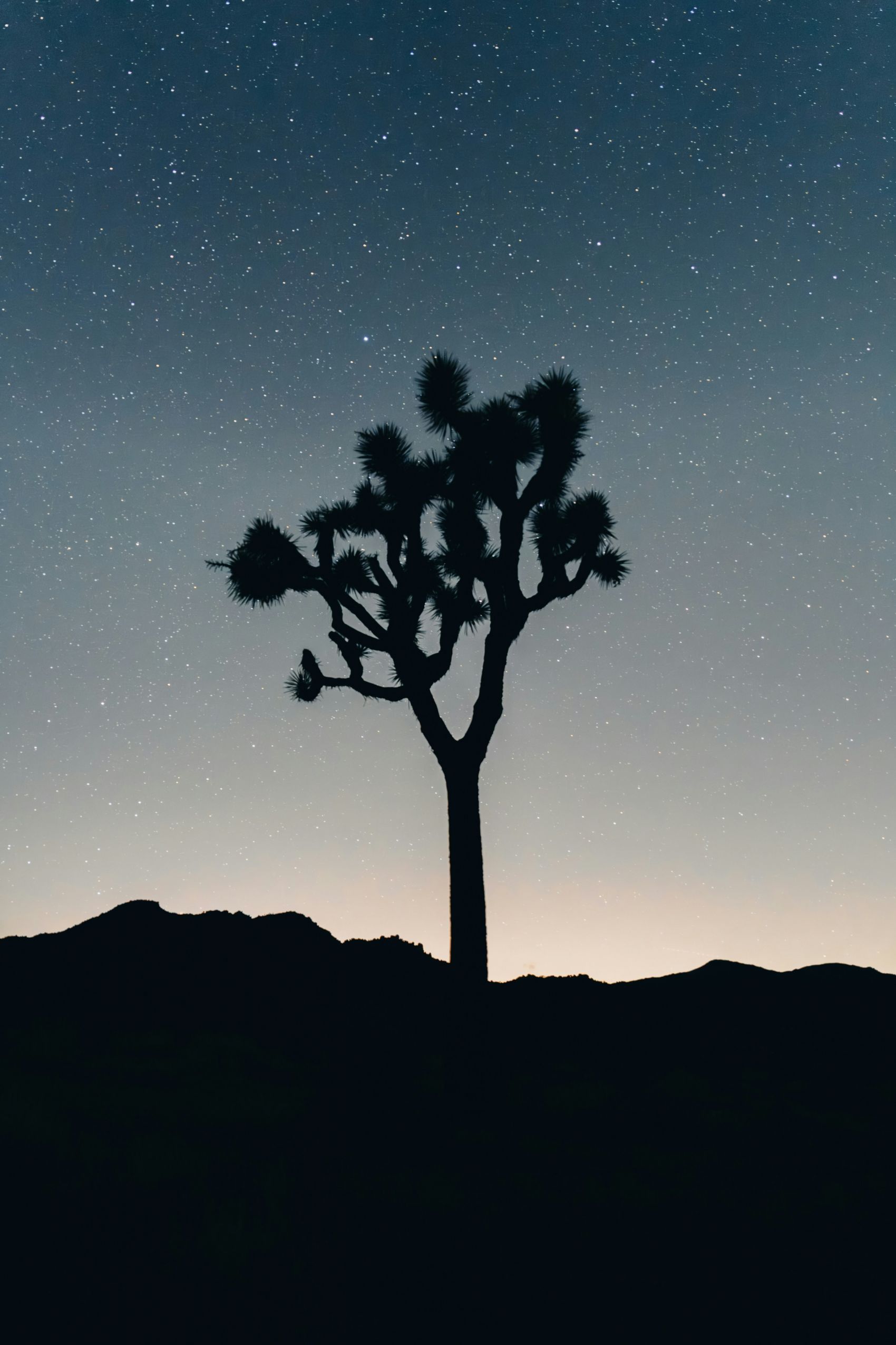 夏季星空下的树剪影图图片