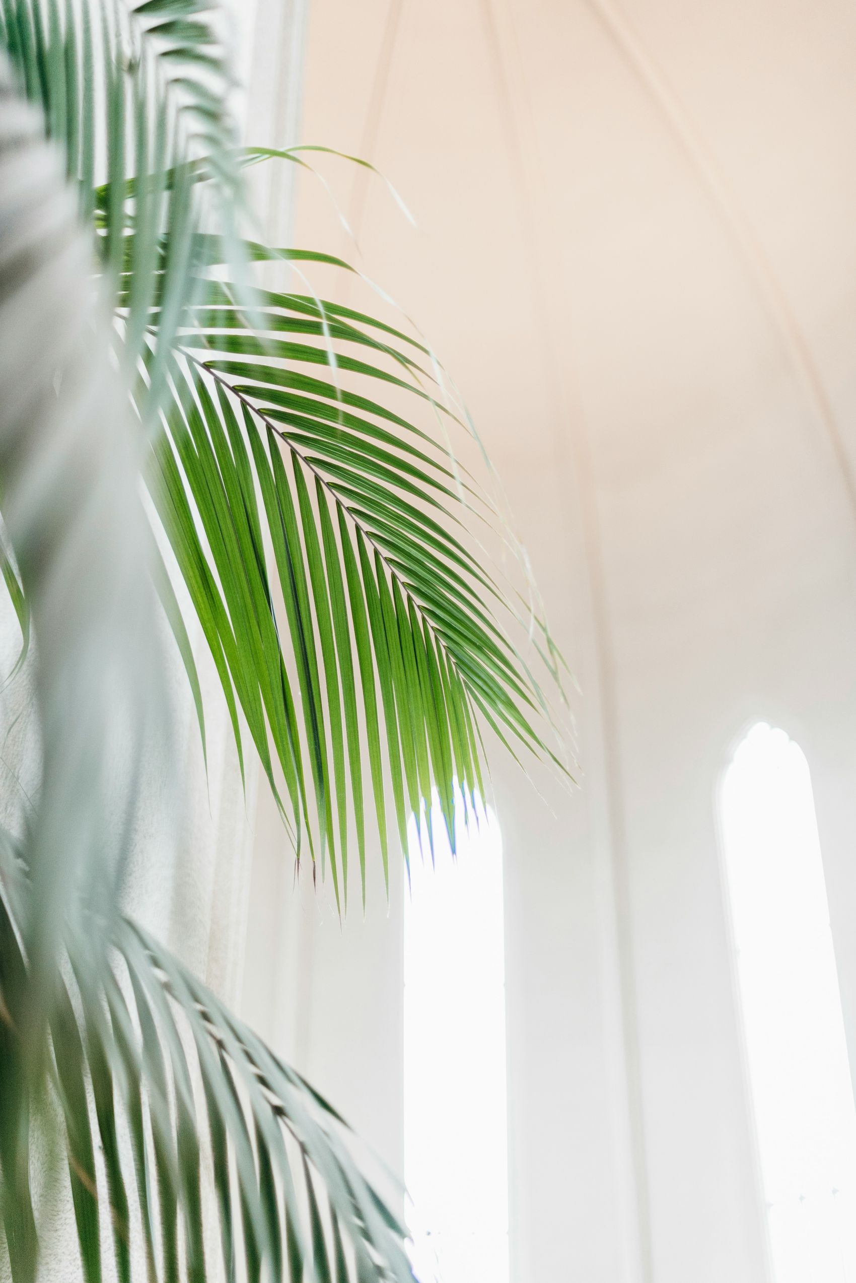 展露头角的绿色铁树图片