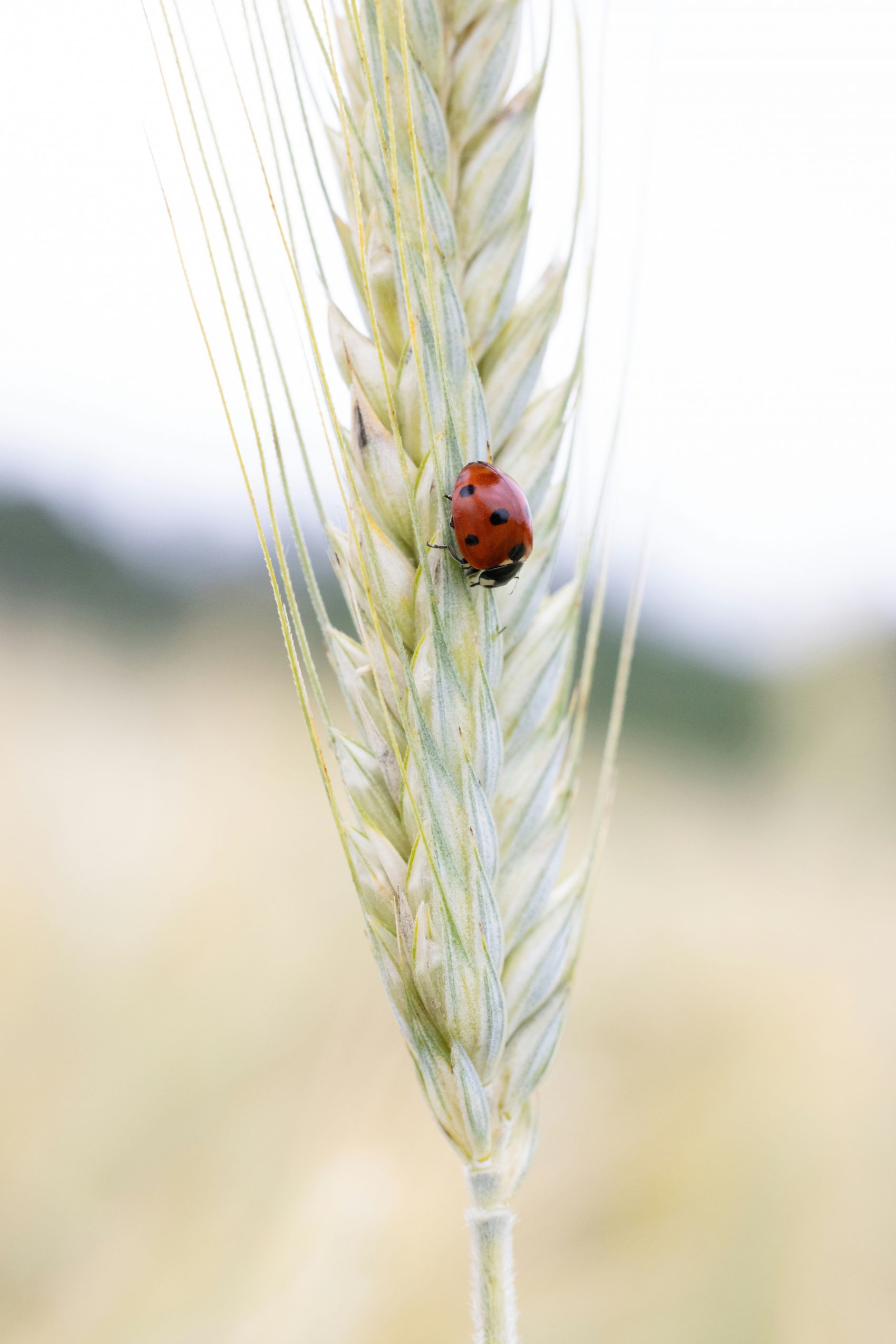 麦穗上的红色瓢虫图片