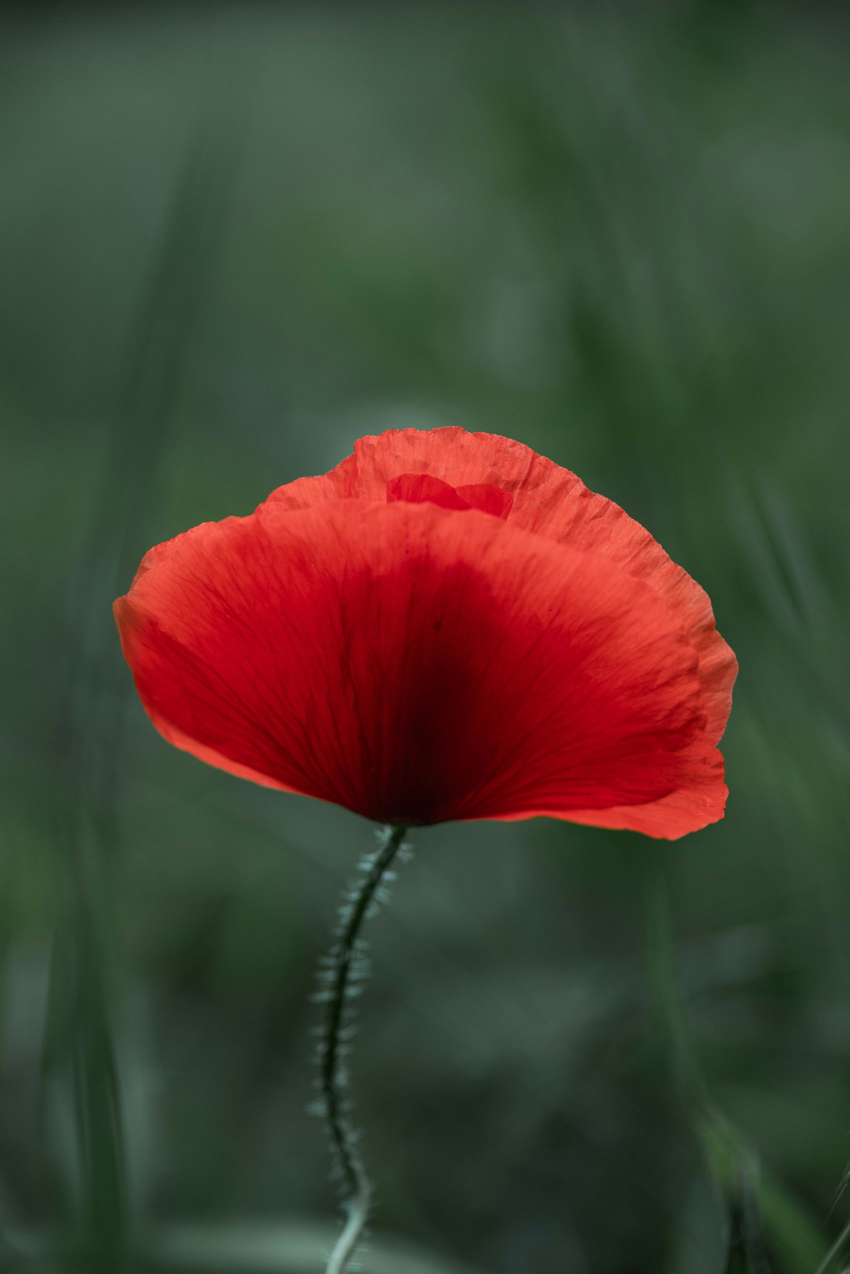 红色虞美人花瓣图片