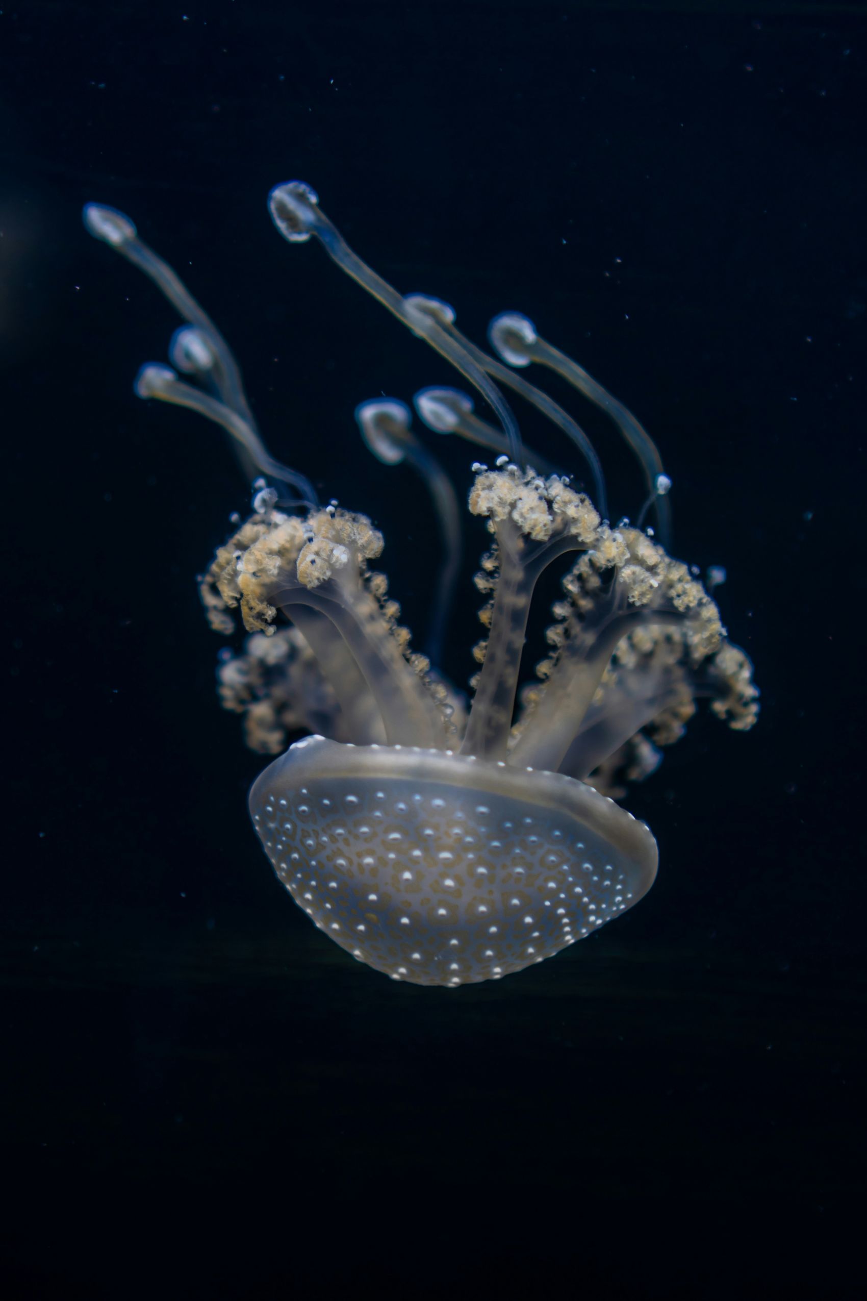 沉入水底的透明水母图片