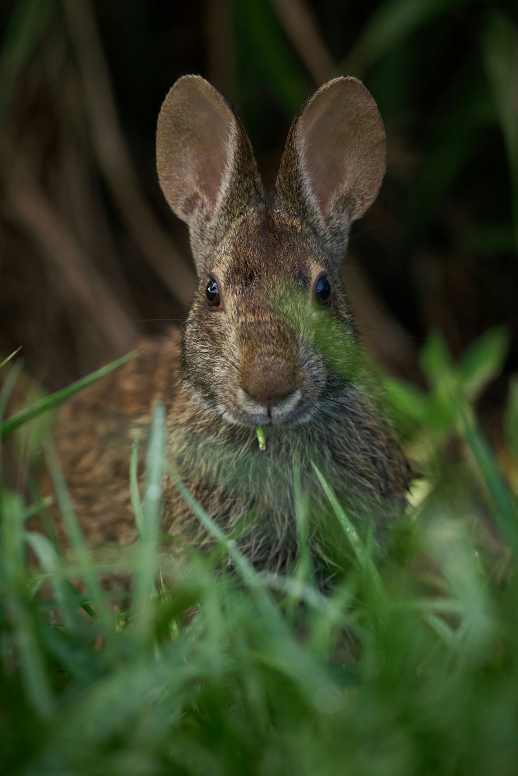 绿色草丛中的小灰兔图片