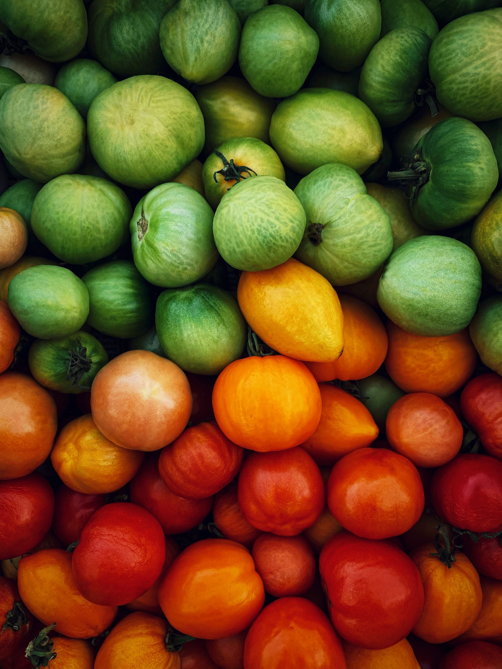 红绿甜瓜图图片