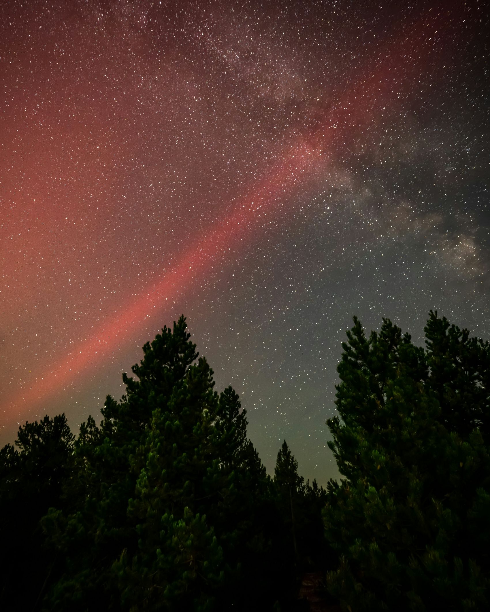 粉红色星空下的杉树图片