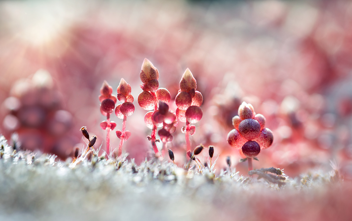 Beautiful solitude-美丽的孤独-微观世界---酷图编号12