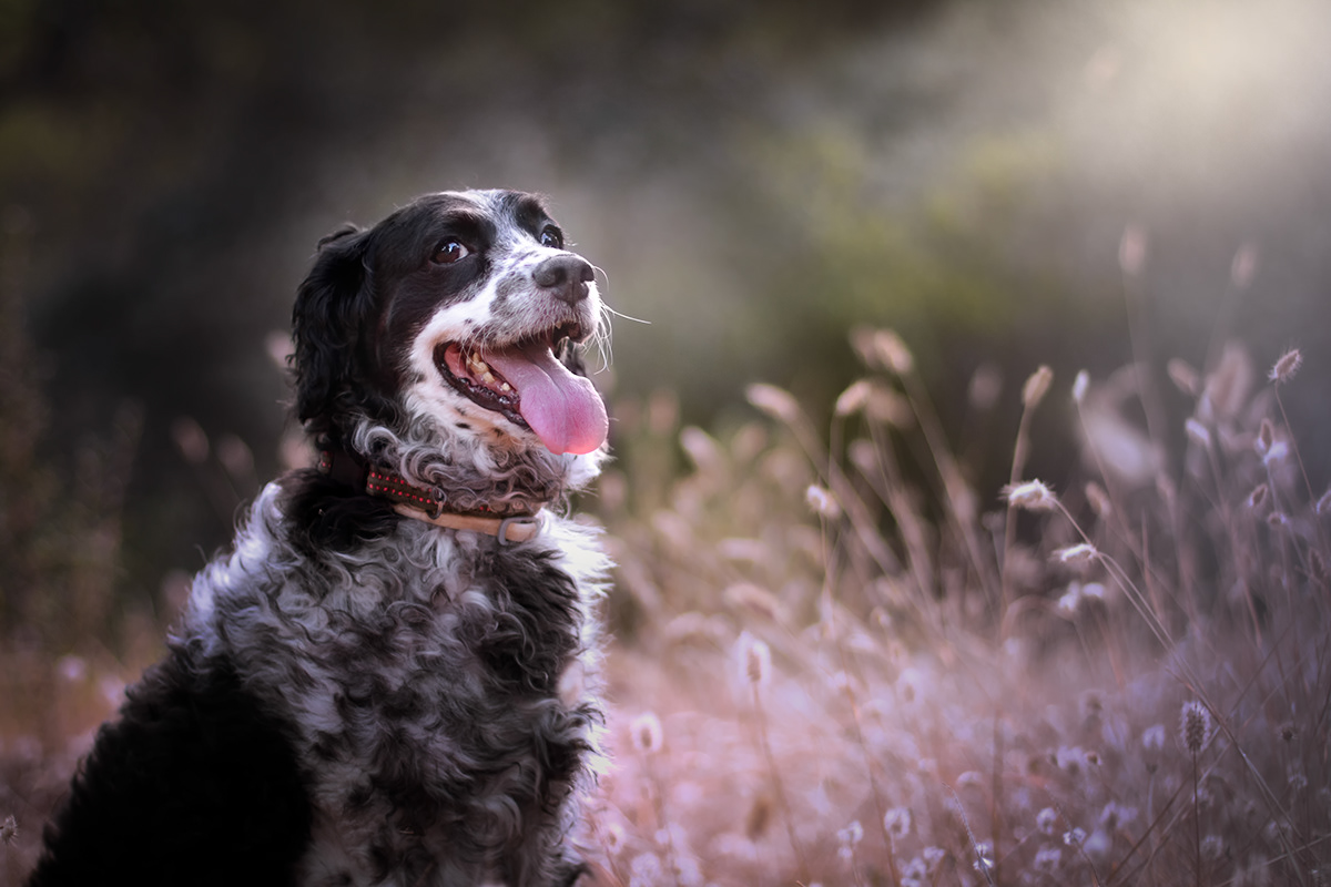 Beautiful solitude-美丽的孤独-微观世界---酷图编号10