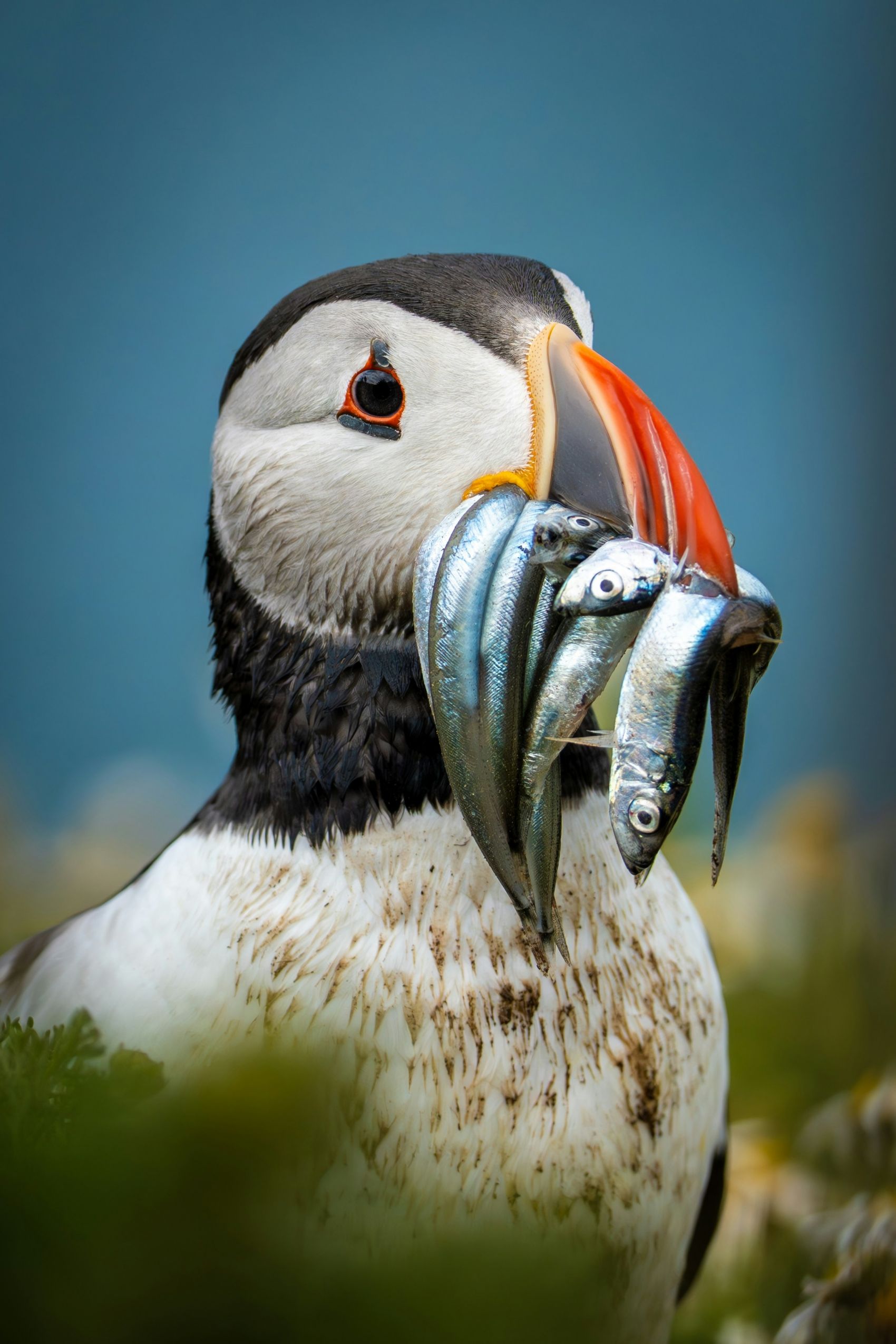 嘴里叼着白条的海鹦鸟图片