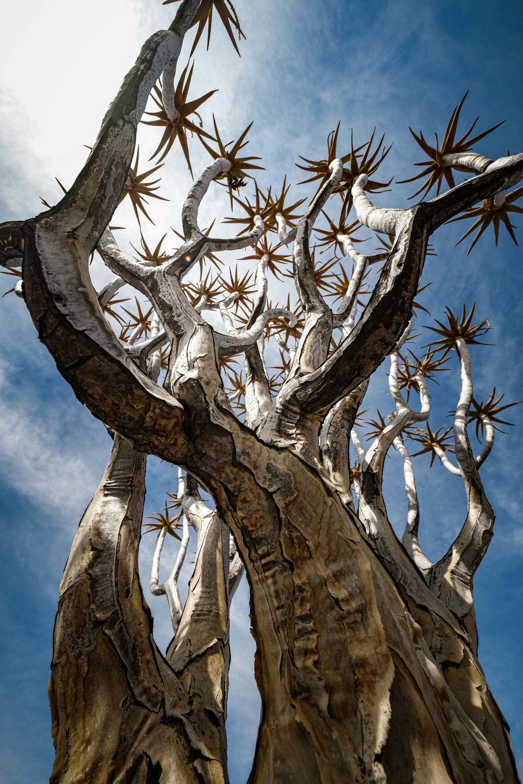 仰拍的箭袋树图片
