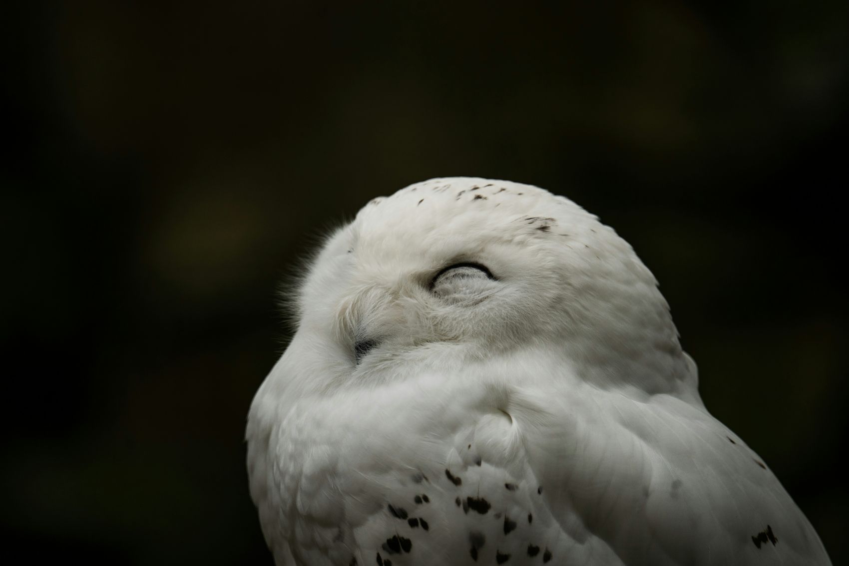 闭眼休息的白色雪鸮鸟图片