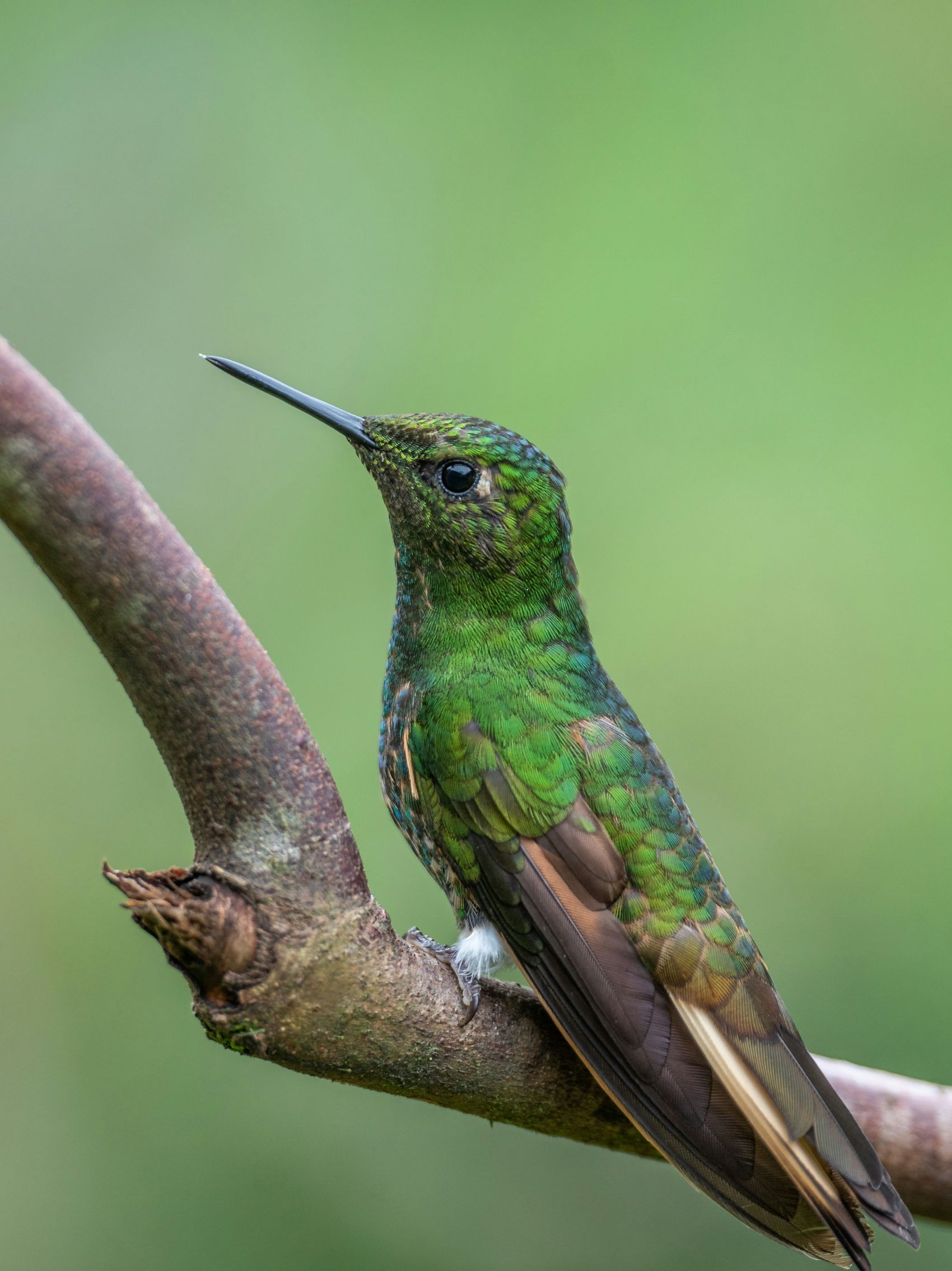 蓝头蜂鸟写真图图片
