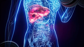 科技感医学人体解剖结构图