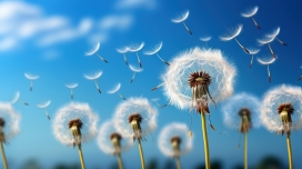 蓝天下的蒲公英花絮图