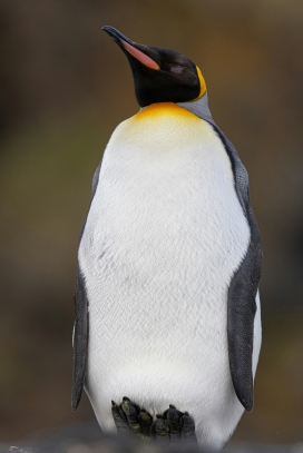 可爱的帝企鹅鸟图