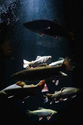 唯美海洋鱼群图