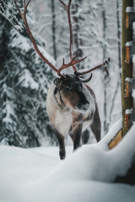 冬季森林觅食的麋鹿