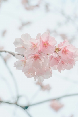 美丽的东京樱花图片