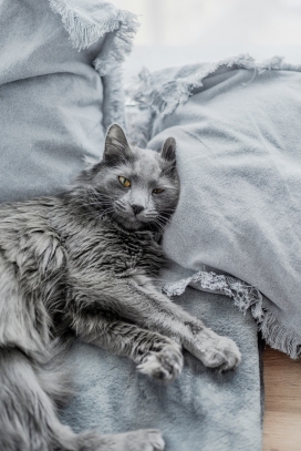 躺在沙发上休息的灰色猫