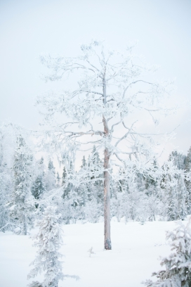 冬季雪地中的枯树