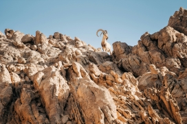 山石林中的老山羊