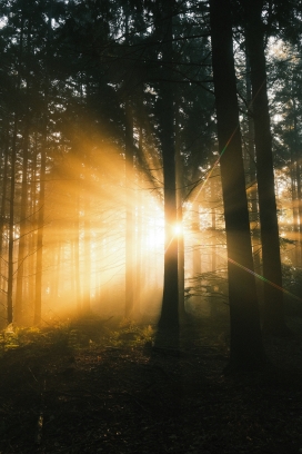 森林中的早晨阳光