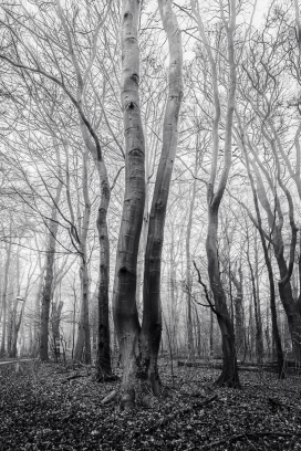 森林里雾蒙蒙的一天