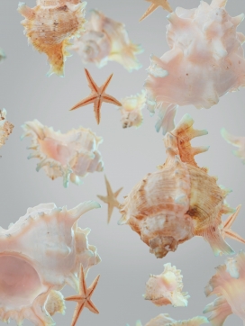 海螺海星贝类组合图