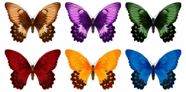 六款彩色蝴蝶标本素材
