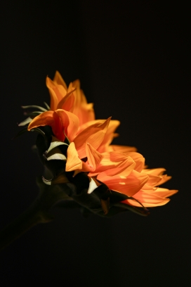 黄苞肖竹芋花瓣