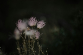 粉红色的合欢植物