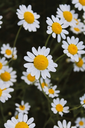 夏季臭春黄菊花瓣图