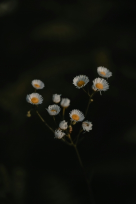 白色小雏菊花瓣