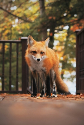 赤狐50個+豚50個 赤狐50個+豚50個 赤狐50個+豚50個