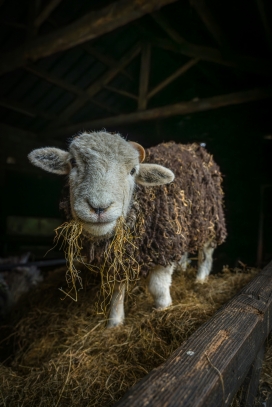 吃草的美利奴羊