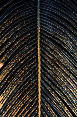 金色铁树树叶美图