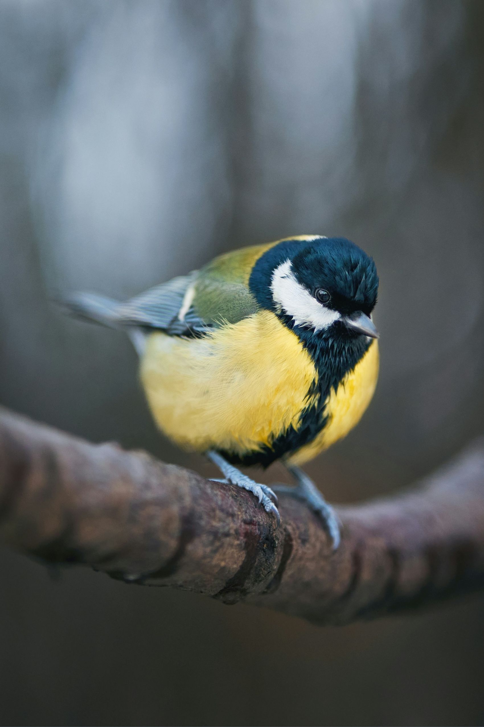 停靠在树干上的绿背山雀图片