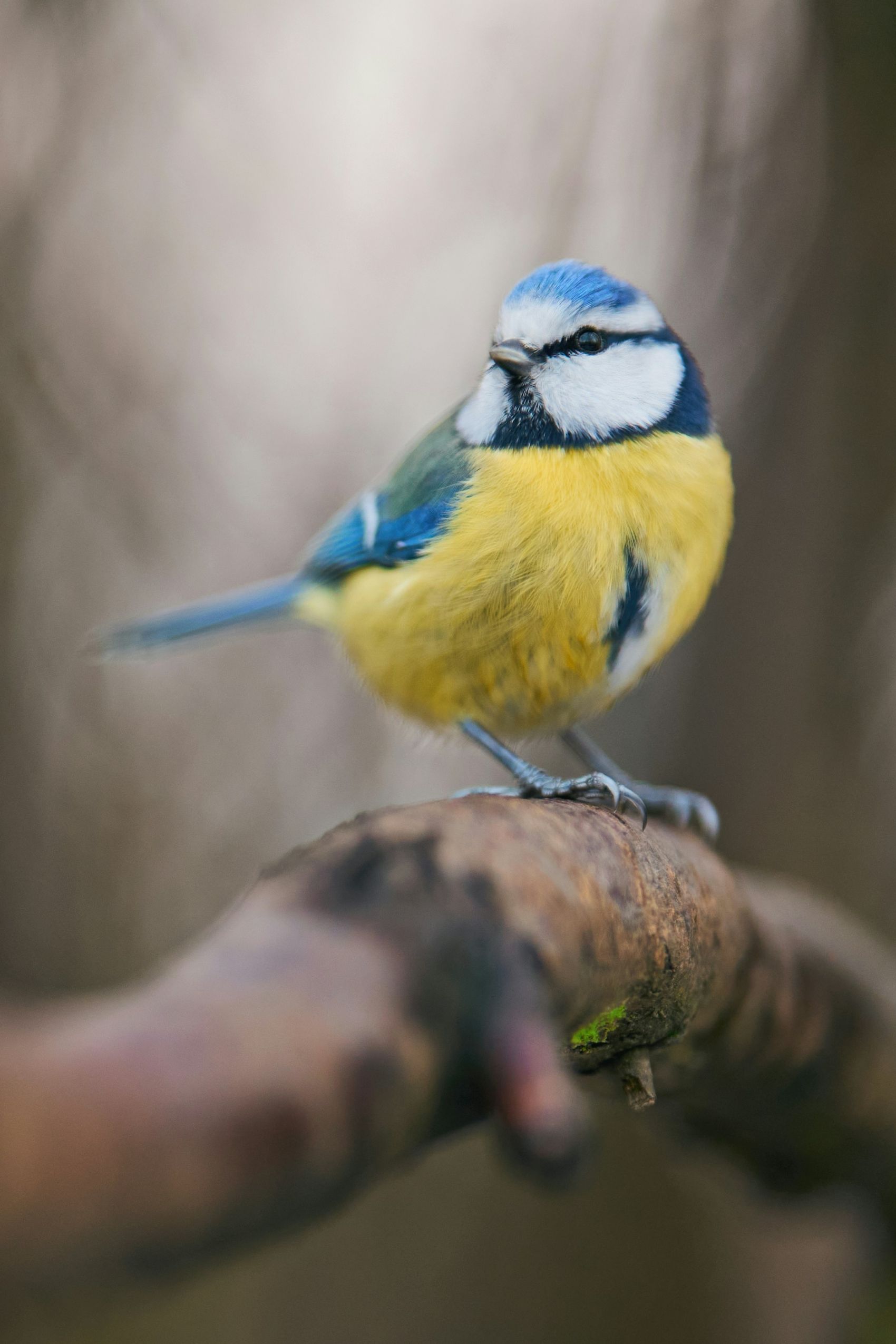 枝头上的黄色山雀鸟图片
