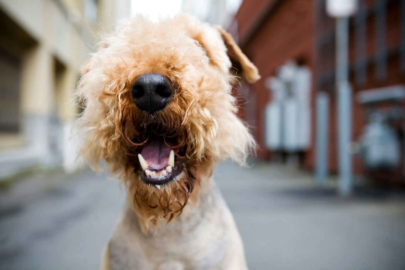 张嘴的白色牧羊犬图片