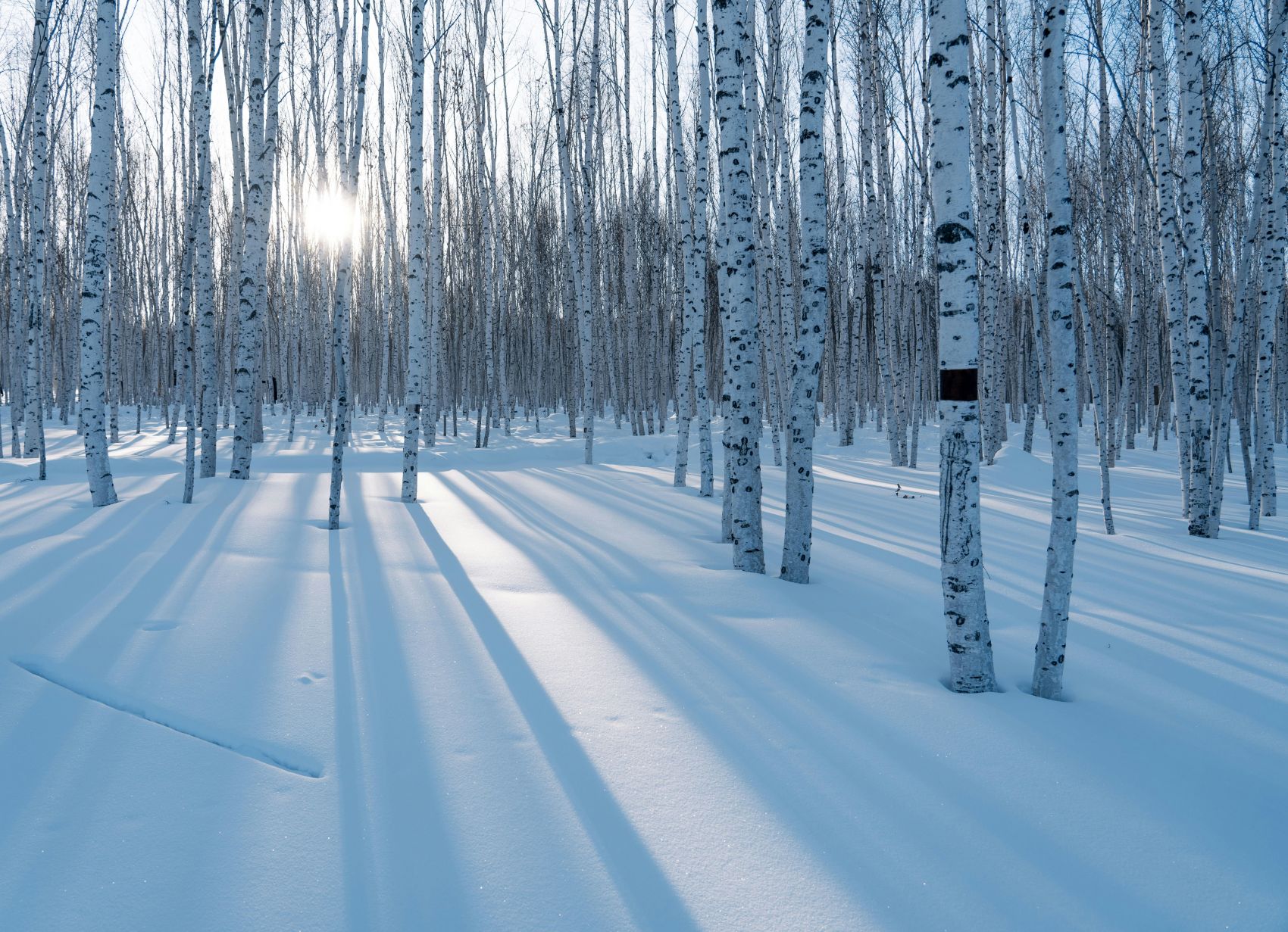冬季雪松森林风景图片