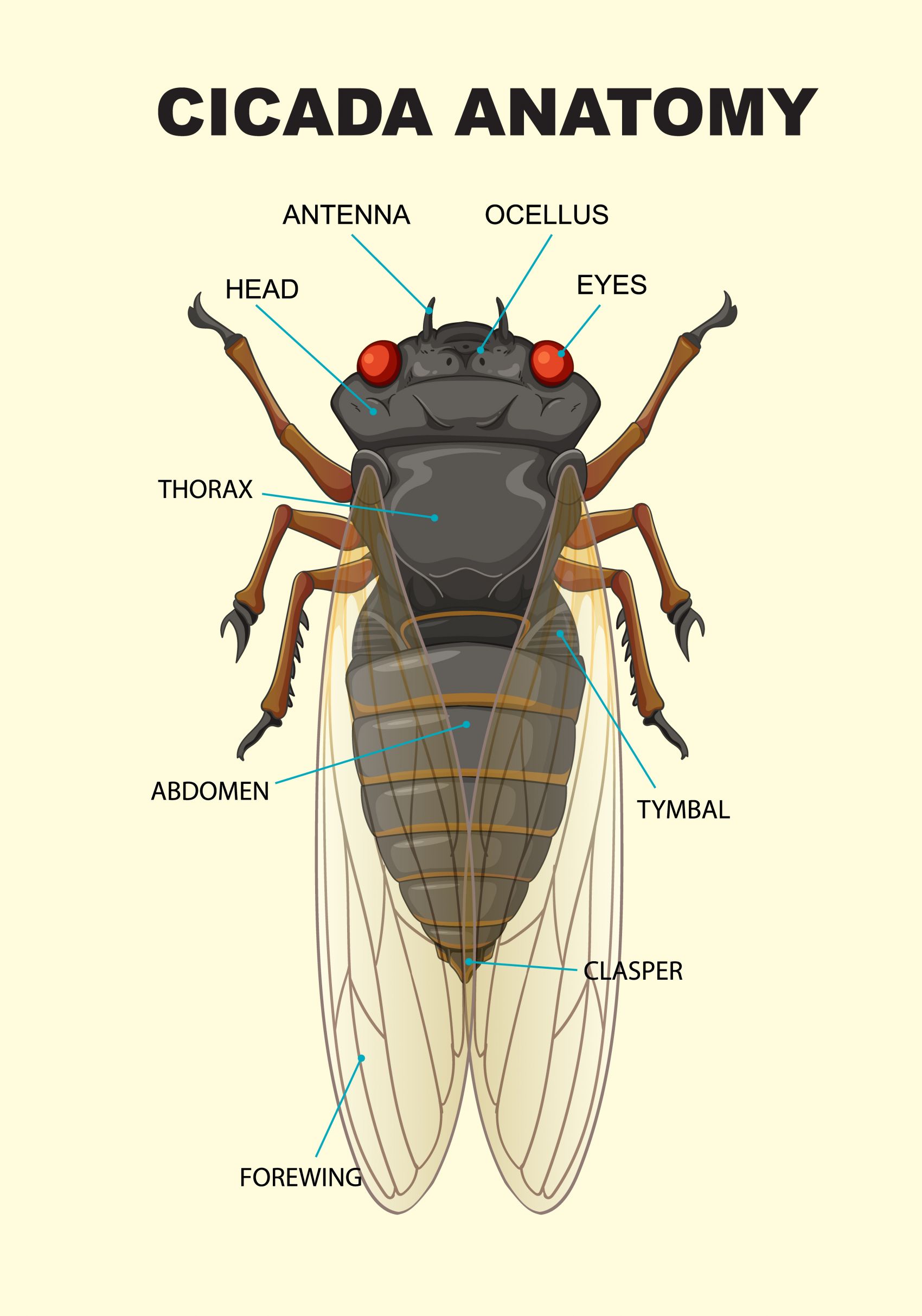 卡通蝉知了解剖图图片